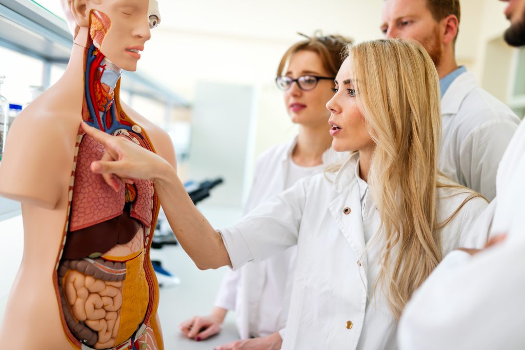 Gastroenterology Training Program student of medicine examining model of human body