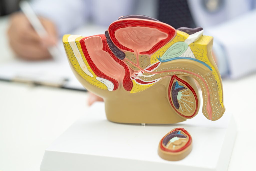 Urology Training Program male reproductive system, asian doctor holding human anatomy mod