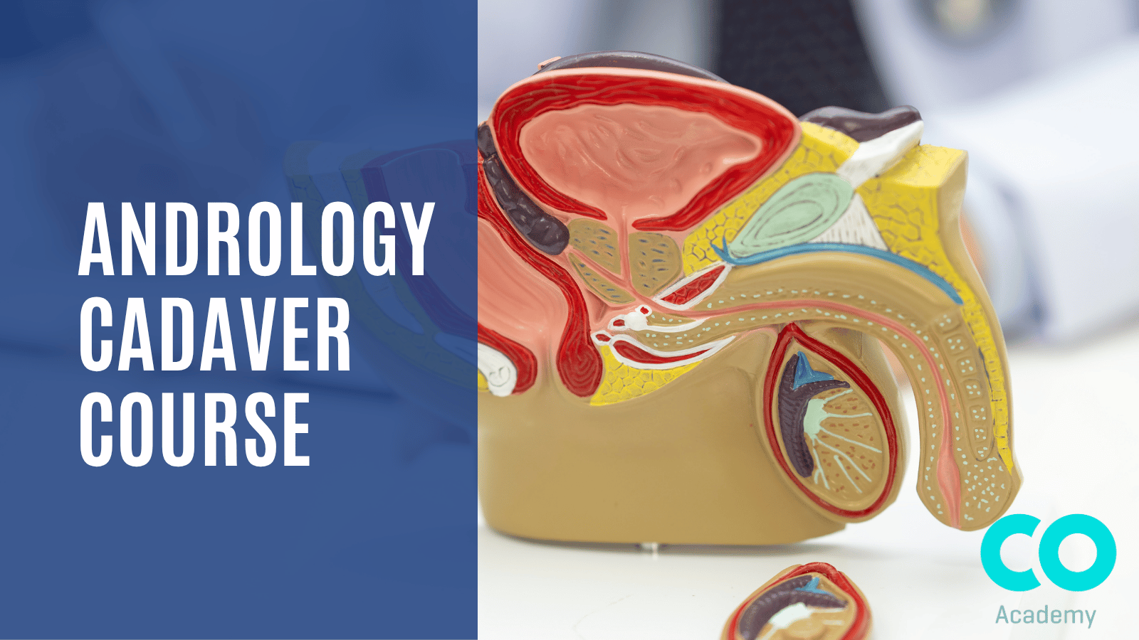 ANDROLOGY CADAVER COURSE