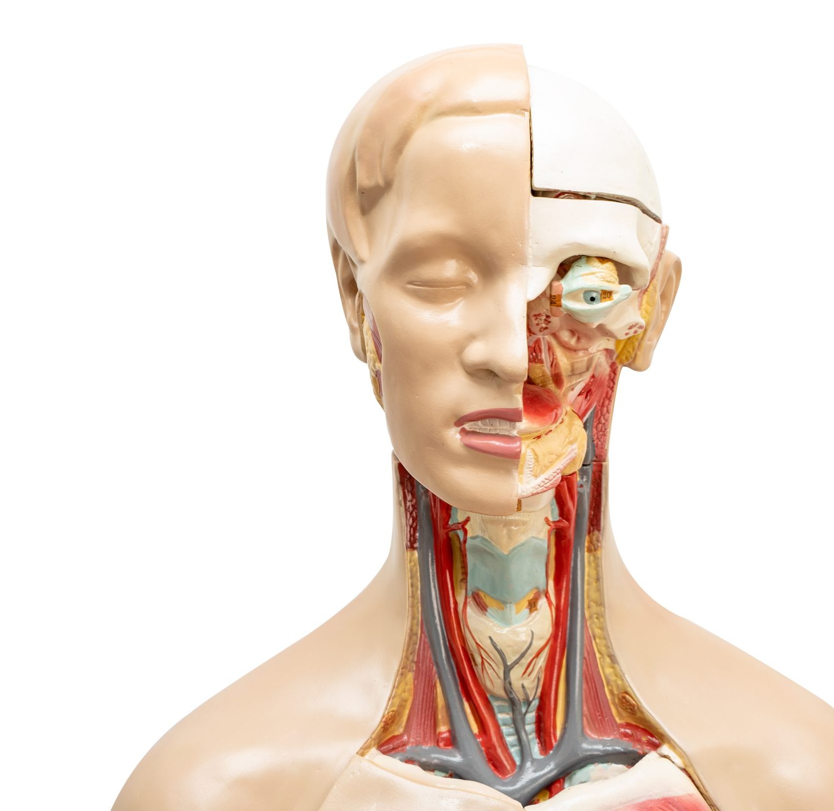 BLS & ACLS COURSE human model anatomy for medical training course, teaching medici