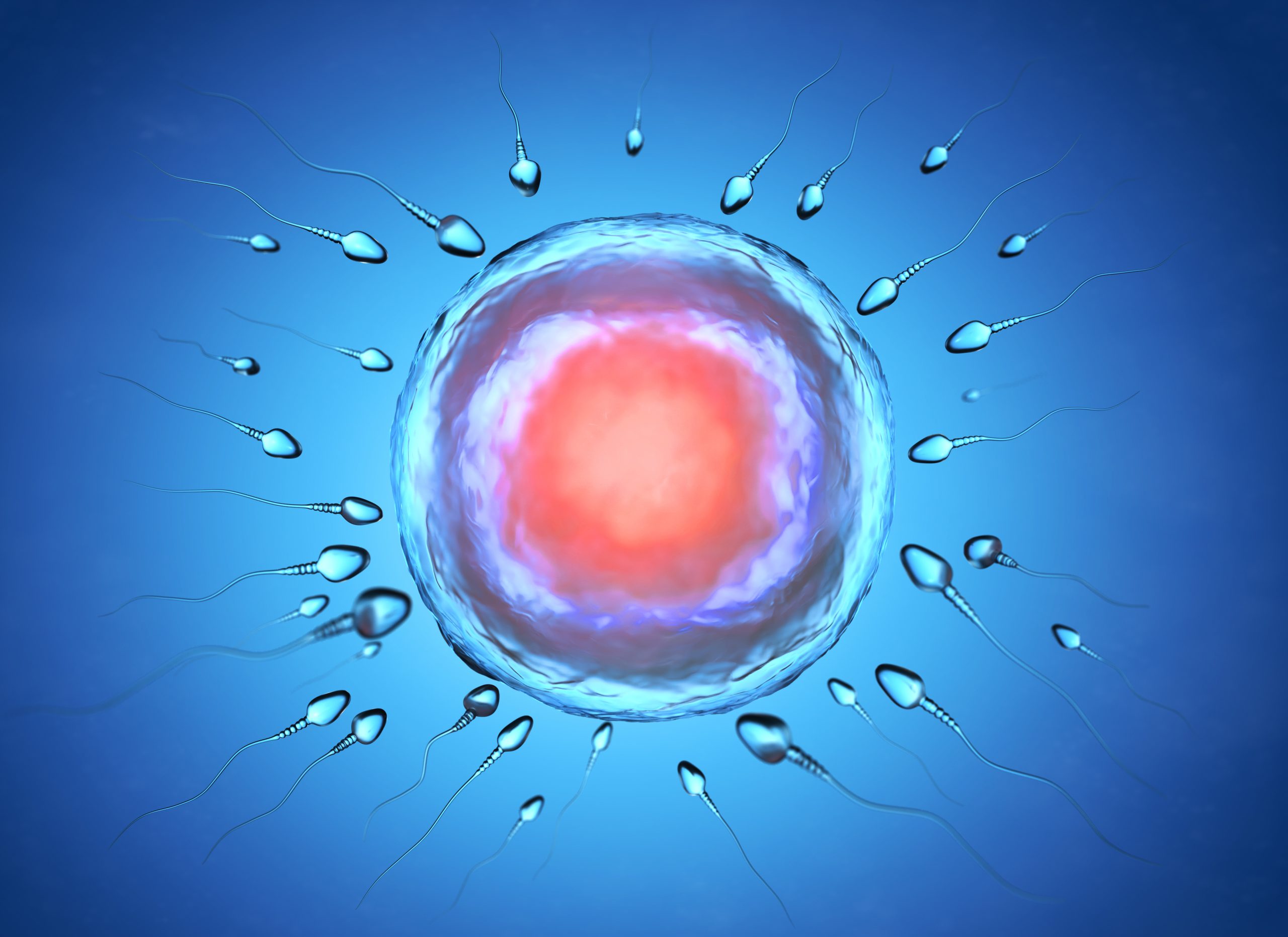 Home illustration of sperm and egg cell